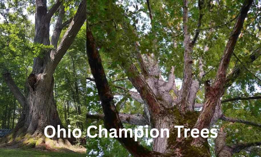 Ohio Champion Trees